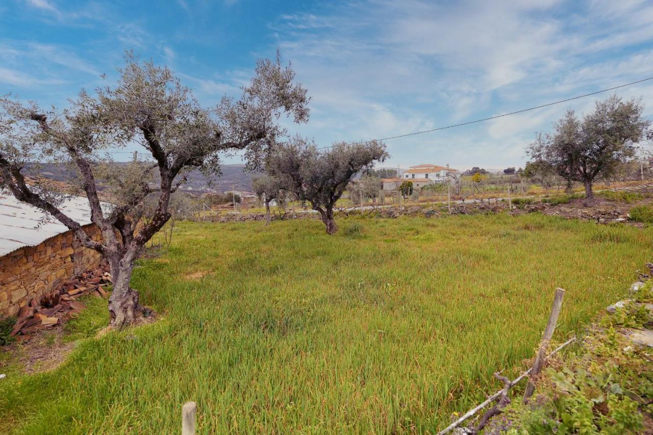 Pomar Oliveiras - Private Swimming Pool - Free Ev Chrg - Pet Friendly Villa *